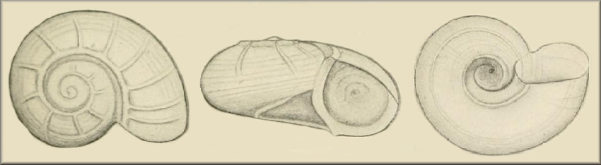 Type figures from Pilsbry (1945: pl. 6, figs. 7 <http://biodiversitylibrary.org/page/8523556>) as Cyclostrema thomasi