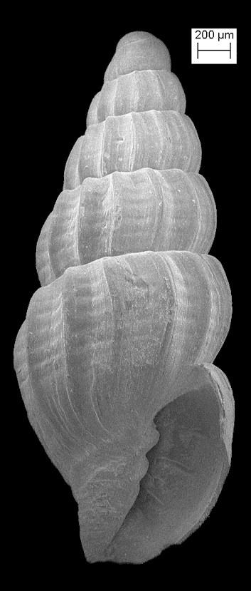 Uromitra ctenotum (Gardner, 1937) Fossil