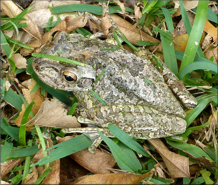 Cuban Treefrog [Osteopilus septentrionalis]