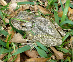 Cuban Treefrog [Osteopilus septentrionalis]