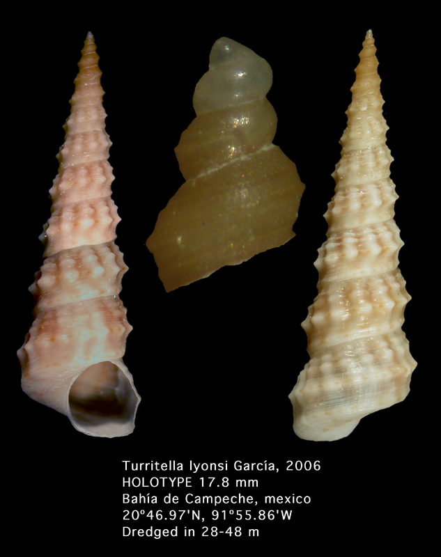 Turritella lyonsi Garca, 2006 (holotype)