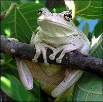 Cuban Treefrog Osteopilus septentrionalis