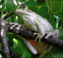 Cuban Treefrog [Osteopilus septentrionalis]