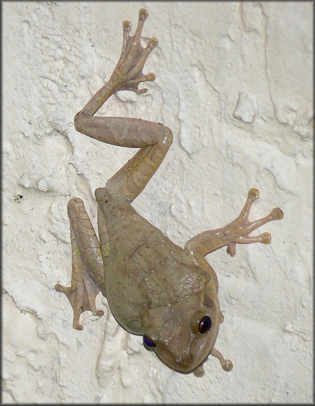 Cuban Treefrog [Osteopilus septentrionalis]