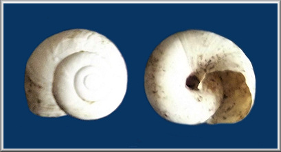 Mesomphix cupreus (Rafinesque, 1831) Copper Button Sinistral