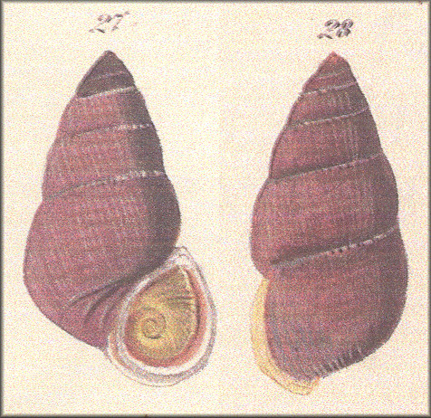 "Cyclostoma nobile Pfr." in L. Pfeiffer, 1854b: Taf. 47, Figs 27, 28.