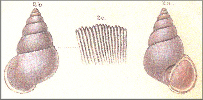"Cyclostoma nobile Pfeiffer" in L. Pfeiffer, 1854a: plate 13, figs a, b, c.