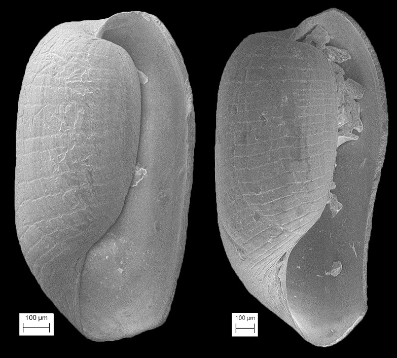 Cylichna krebsii Mrch, 1875