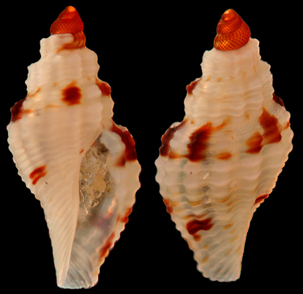 Daphnella lymneiformis (Kiener, 1840) Volute Daphnelle
