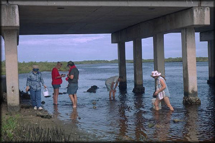 Under The Spruce Creek Bridge