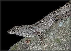 Brown Anole [Anolis sagrei sagrei]