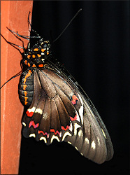 Polydamus Swallowtail [Battus polydamus]