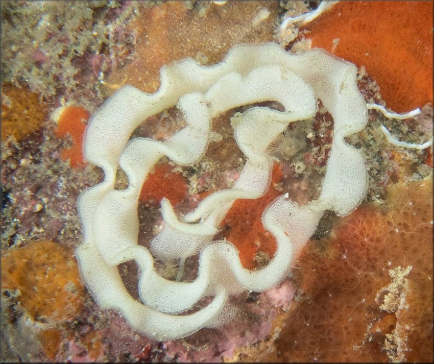 Geitodoris immunda Bergh, 1894 Eggs