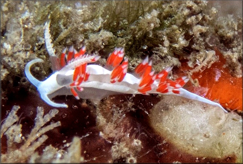 Flabellina dana Millen and Hamann, 2006