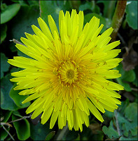 Dandelion [Taraxacum sp.]