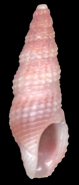 Darrylia kleinrosa (Nowell-Usticke, 1969)