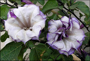 Angels Trumpet Daytura metal