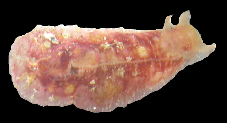 Dolabrifera dolabrifera (Rang, 1828) Warty Seacat