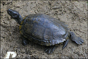 Unidentified Turtle Species