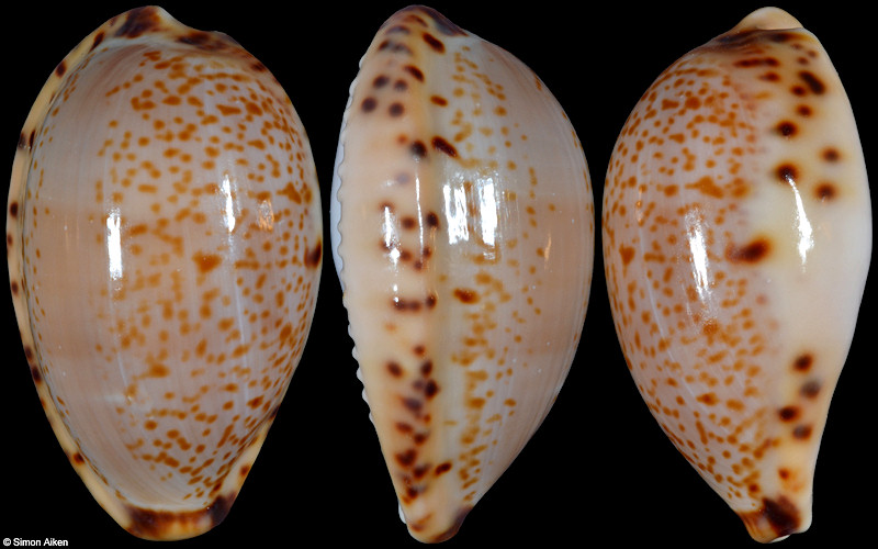 Notocypraea declivis dennyorum Lorenz and Morrison, 2013