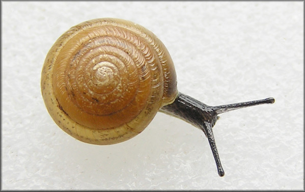 Ventridens decussatus (Walker and Pilsbry, 1902) Crossed Dome