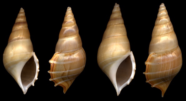 Rostellariella delicatula (Nevill, 1881)