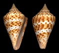 Conus delessertii Rcluz, 1843