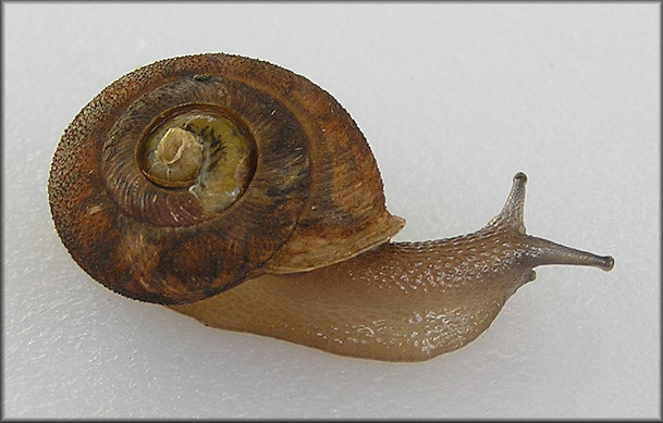 Xolotrema denotatum (Frussac, 1823) Velvet Wedge