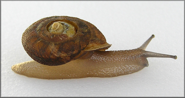 Xolotrema denotatum (Frussac, 1823) Velvet Wedge