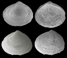 Corbicula densata (Conrad, 1844) Fossil