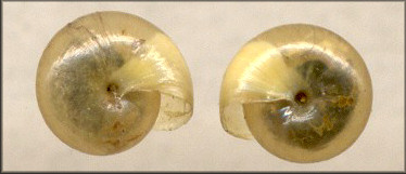 Sinistral Ventridens cerinoideus (Anthony, 1865) [Wax Dome]