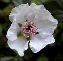 Southern Dewberry [Rubus trivialis]