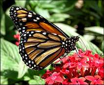 Monarch [Danaus plexippus]