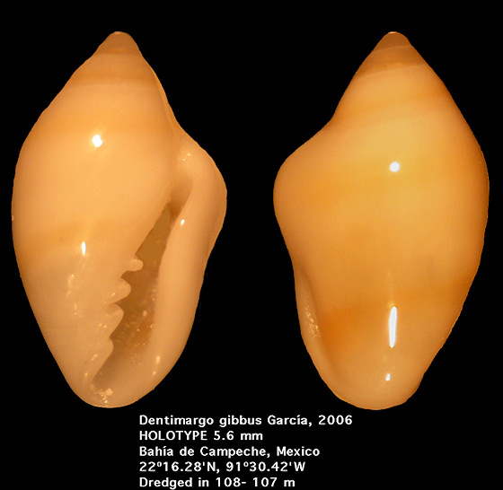 Dentimargo gibbus Garca, 2006 (holotype)