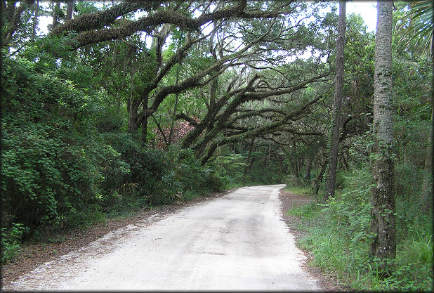 Big Talbot Island Live Oak Canopy