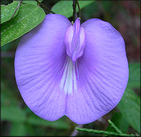 Spurred Butterfly Pea [Centrosema virginianum]