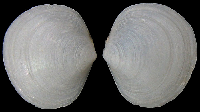 Diplodonta punctata (Say, 1822) Atlantic Diplodon