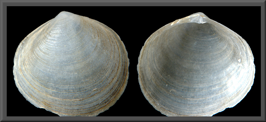 Diplodonta punctata (Say, 1822) Atlantic Diplodon