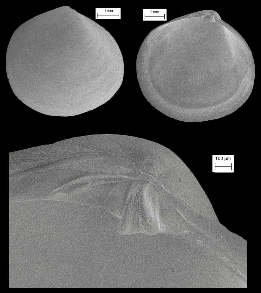 Diplodonta nucleiformis Wagner, 1838 Nut Diplodon