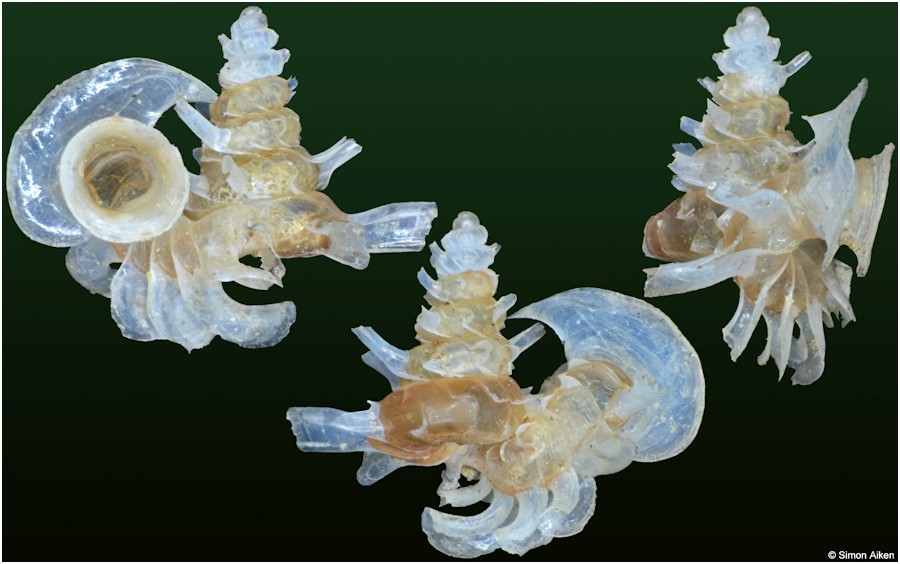 Opisthostoma mirabile E. A. Smith, 1893