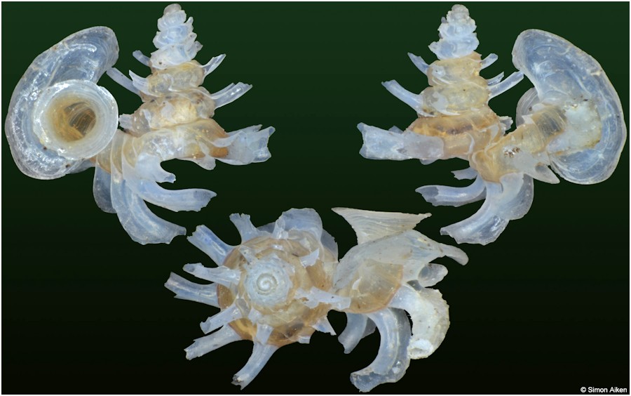 Opisthostoma mirabile E. A. Smith, 1893