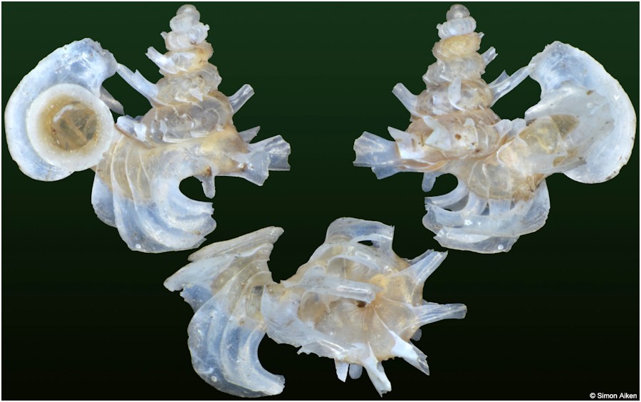 Opisthostoma mirabile E. A. Smith, 1893