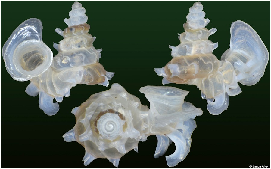 Opisthostoma mirabile E. A. Smith, 1893