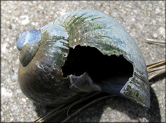 Pomacea paludosa Killed and Eaten By Jones Creek Predator