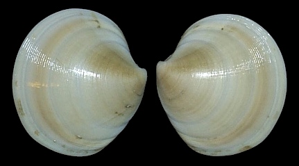 Dosinia discus (Reeve, 1850) Disc Dosinia