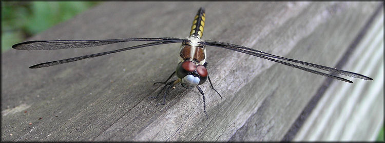 Unidentified Dragonfly