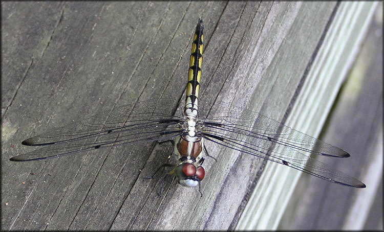 Unidentified Dragonfly