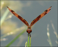 Halloween Pennant [Celithemis eponina]