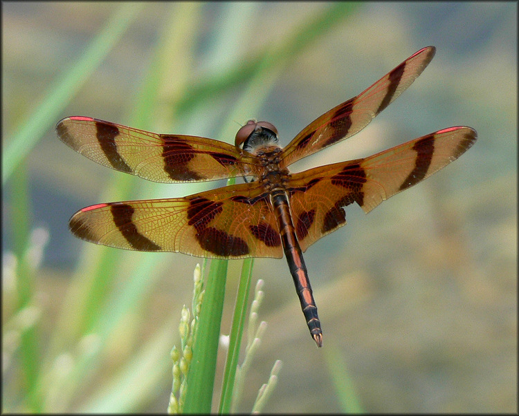 Halloween Pennant [Celithemis eponina]