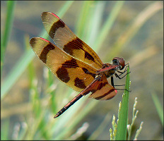 Halloween Pennant [Celithemis eponina]